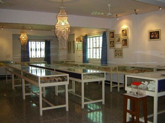 Alice Garg National Seashells Museum